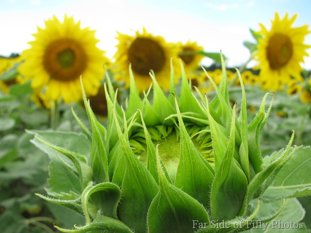 [Birth of a Sunflower[13].jpg]
