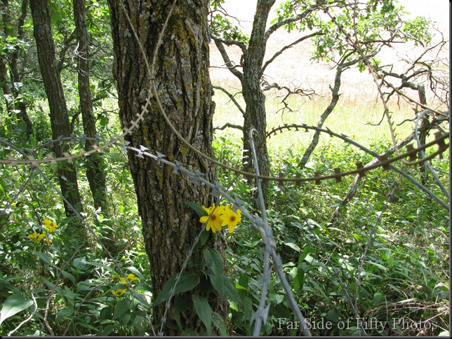 Wildflowers and Razor wire