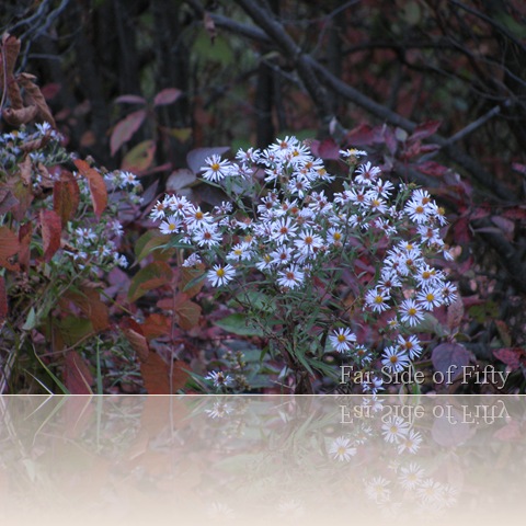 IMG_7921 IMG_7921