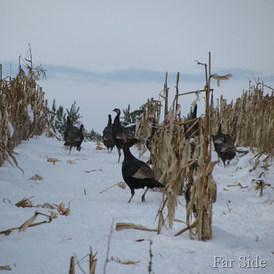 Turkeys in the corn three