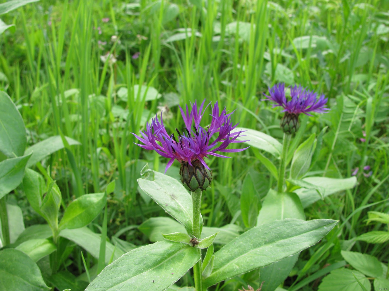 [Centaurea montana June 2010[8].jpg]