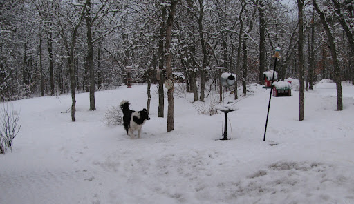 Far Side Snow