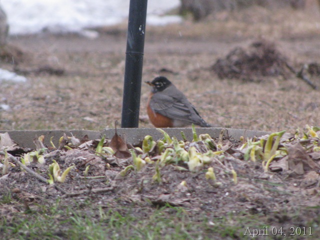 [First Robin April 4 7PM[8].jpg]