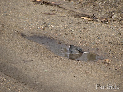 Junco in a mud puddle