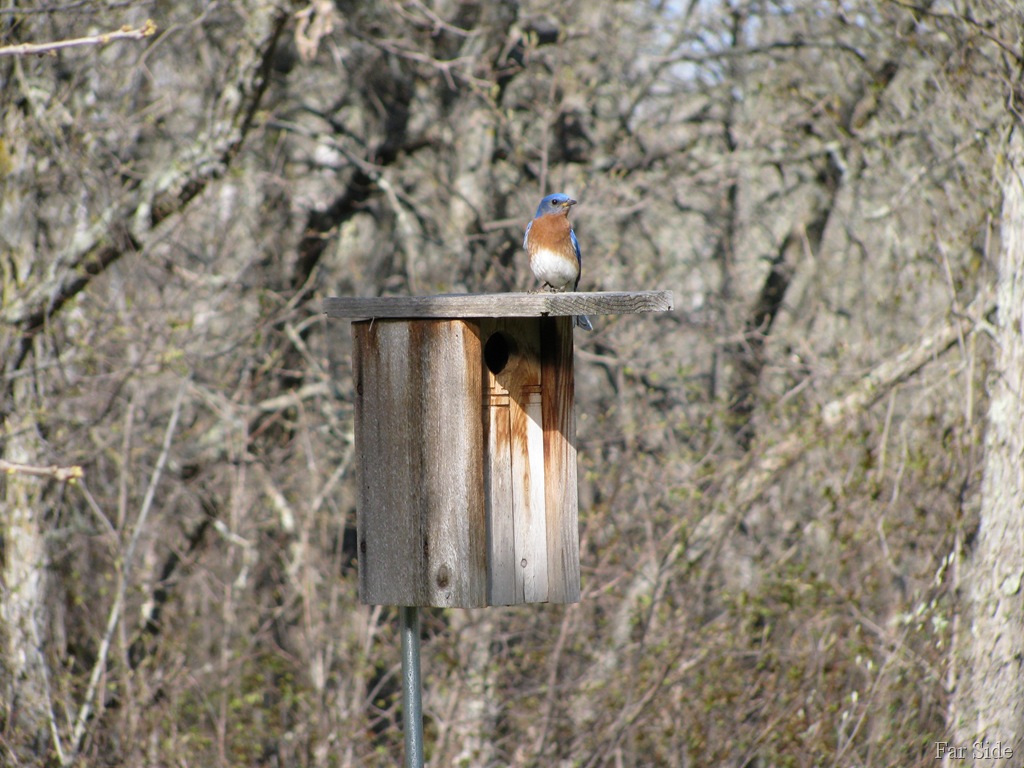 [Bluebird and the nesting box[8].jpg]