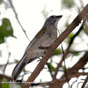 Pepitero vedoso (Green winged saltator)