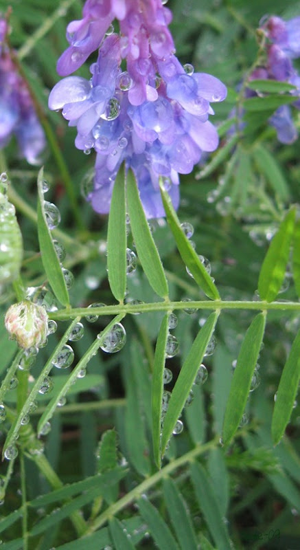 blåttregn