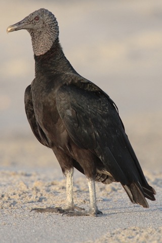 [black-vulture[5].jpg]
