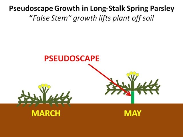 [PseudoscapeDiagram45.jpg]