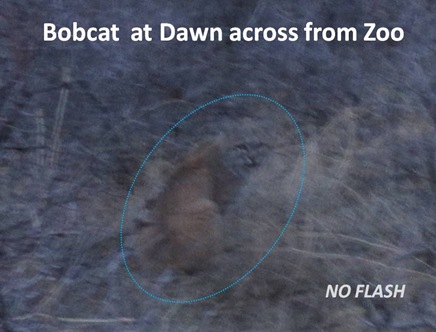 Bobcat no flash
