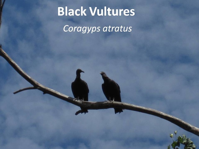 [Black Vultures[5].jpg]