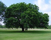 American Elm