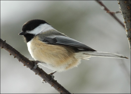 [black_capped_chickadee5.jpg]