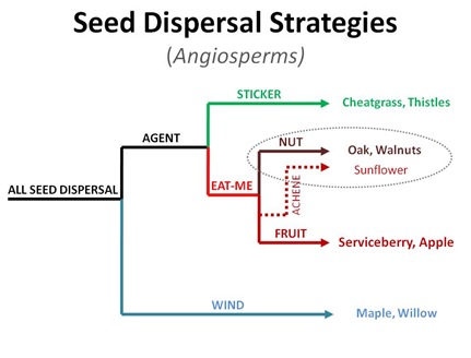 Seed Dispersal