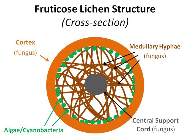 [FruticoseStructure9.jpg]
