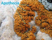 Apothecia Photo Caption X elegans