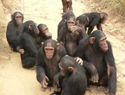 Chimps