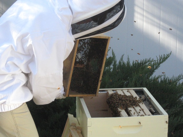 [bees0155.jpg]