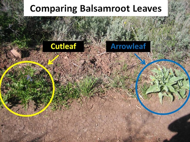 [BalsamrootCompare4.jpg]