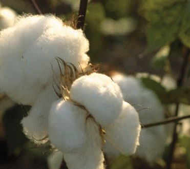 [cottonplant5.jpg]