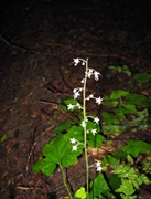 Foamflower