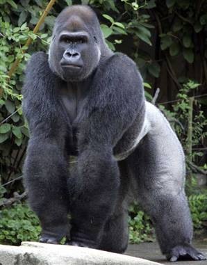 [Gorilla5.jpg]