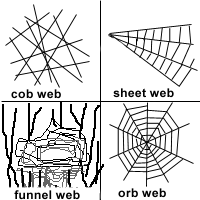 spiders_webs