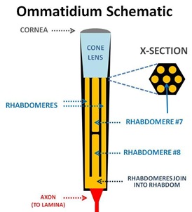 Ommitidium Schematic