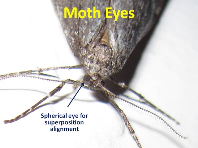 [Moth Eyes[4].jpg]