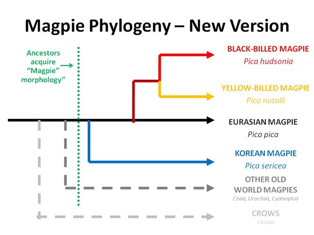 [New Phylogeny[4].jpg]