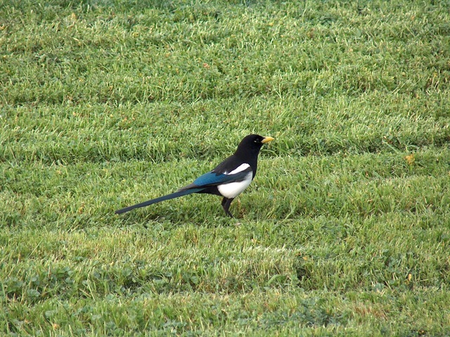 [YoloCountyYBMagpie5.jpg]