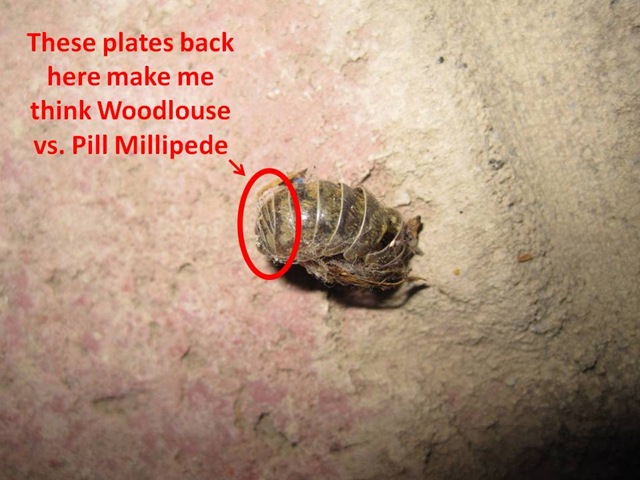 [Woodlouseplates15.jpg]
