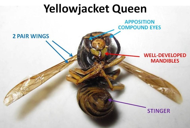 [YJQueen4.jpg]