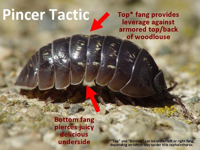 [Pincertacticview4.jpg]