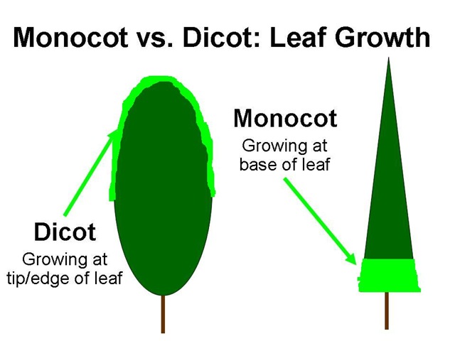 [MonoDicot Leaf Fine[6].jpg]