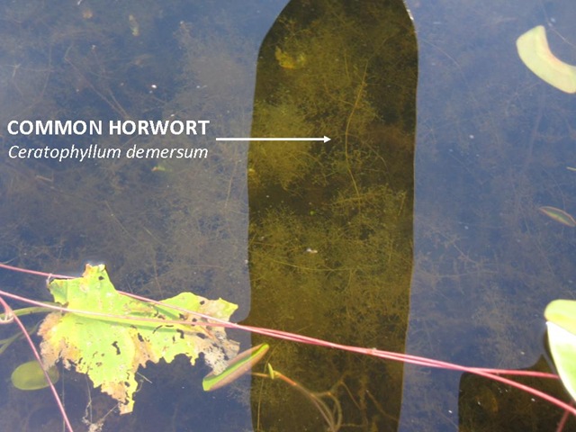 [Hornwort[4].jpg]