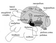 Bird Brain Schematic2[6]