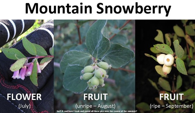 [Snowberry stages[4].jpg]