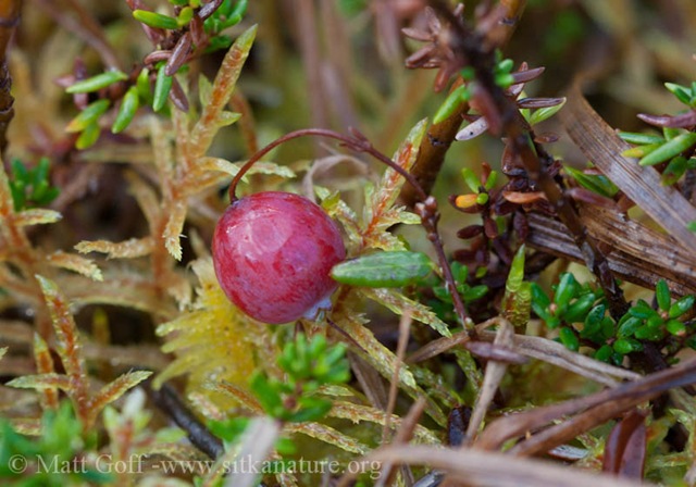 [20101027-vaccinium_oxycoccos[6].jpg]