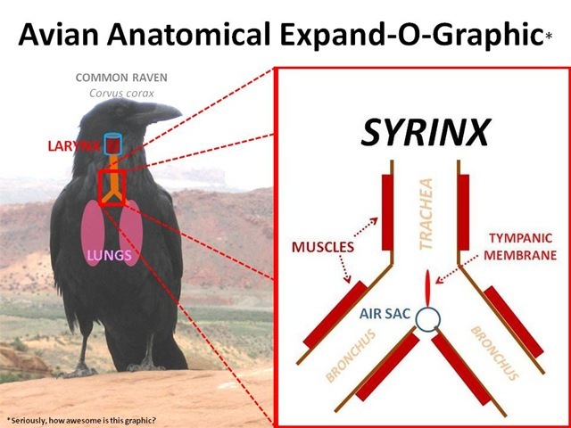 [Syrinx Expand-O[9][5].jpg]