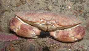 "Whatever it is, I disapprove" Said the crab