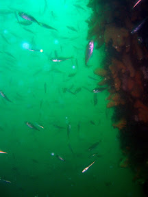 Fish on the barge YC-21