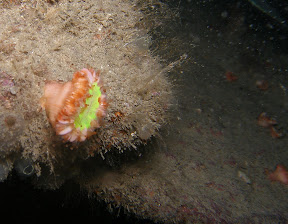 Devonshire Cup Coral