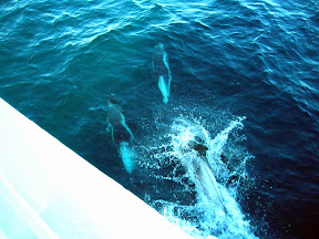 Atlantic White Sided Dolphins near South Ronaldsay
