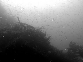 Fishies!