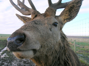 Rowan, our stag, producer of the wonderful venison we use on board.