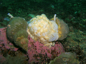 Whelks laying eggs