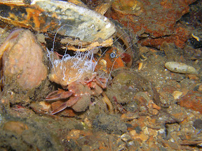 Hermit crab with funky hair do!
