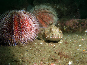 Scorpion fish on the Pionersk