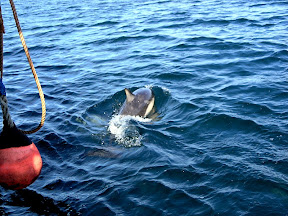 Dolphins right next to the boat